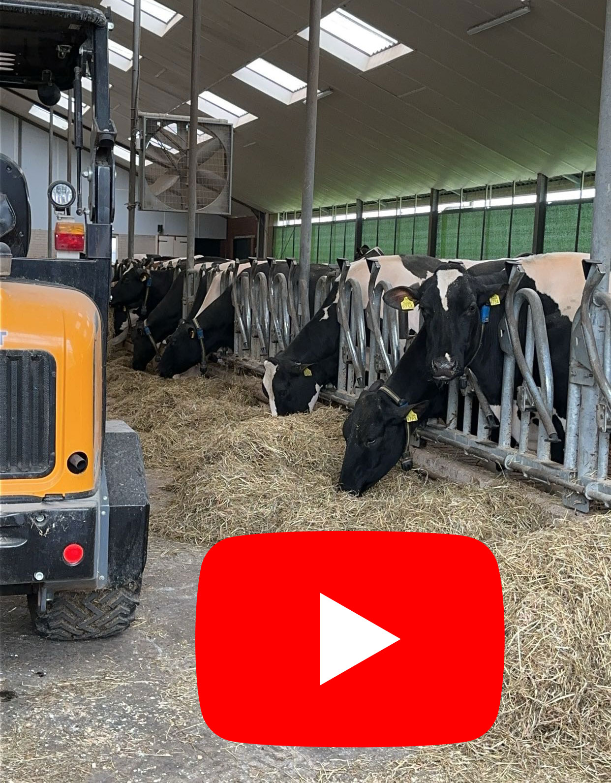 Des vaches gagnantes aux Pays-Bas
