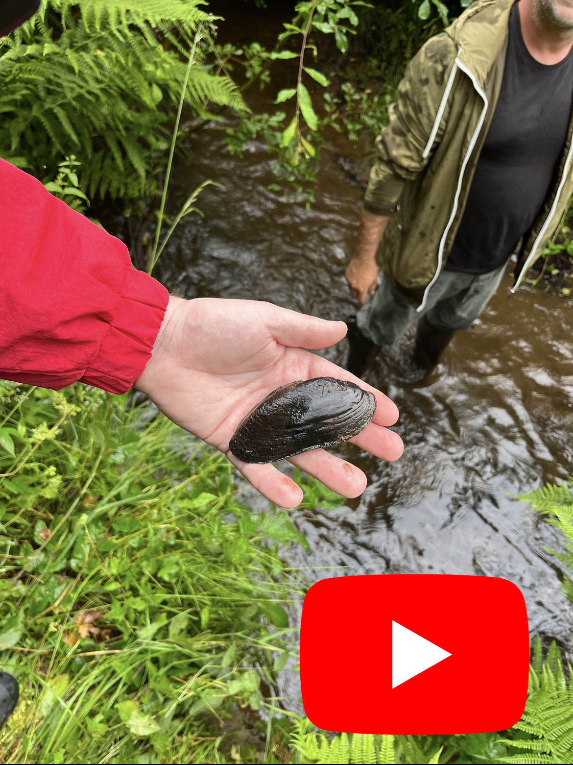 Dans son élément au milieu des moules perlières au Luxembourg