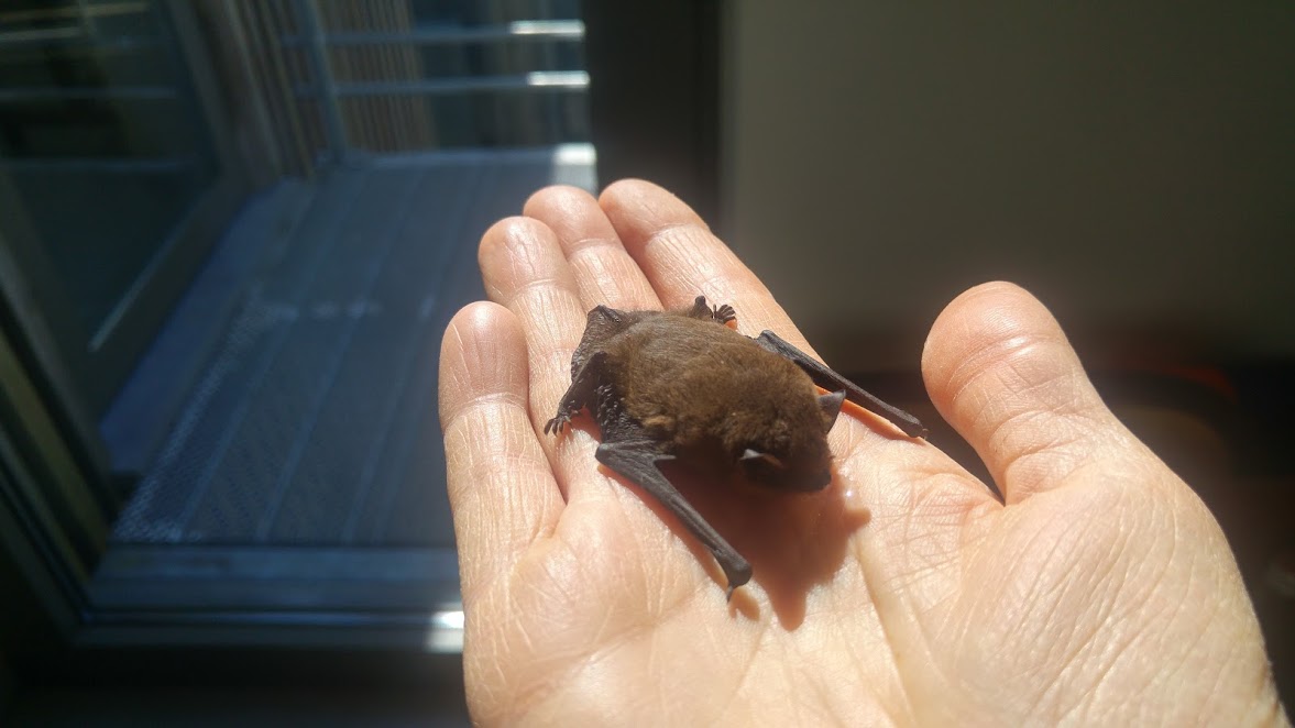 Les chauves-souris en Belgique